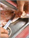 После этого срезать часть мяса в области холки и окорочков.