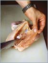 Для получения двух филе куриной грудки на ножке следует острым ножом аккуратно провести вдоль ребер, чтобы отделить филе с двух сторон.